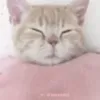 Стикер 54 Сарка Тгк