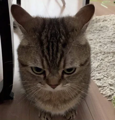 🤬 Стикер «Кетлис жирная» для Telegram