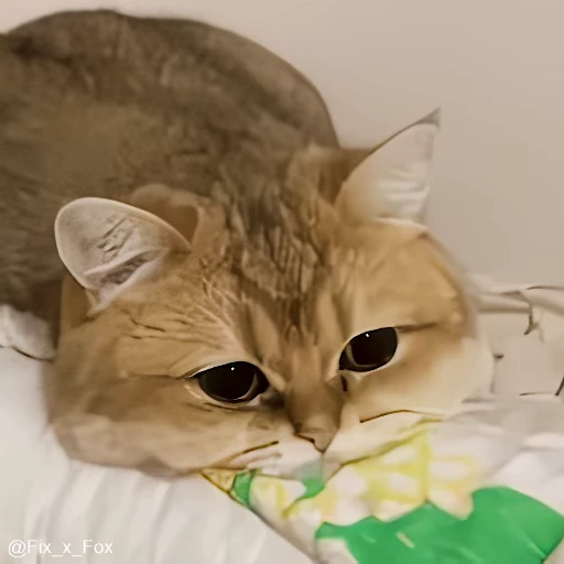 😒 Стикер «Sayosh» для Telegram