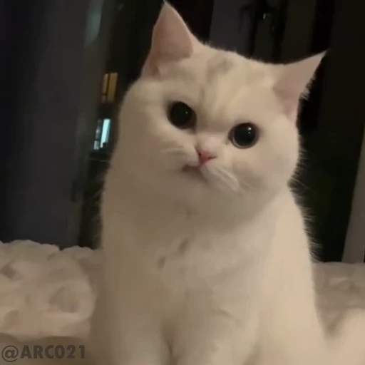 😒 Стикер «Sayosh» для Telegram