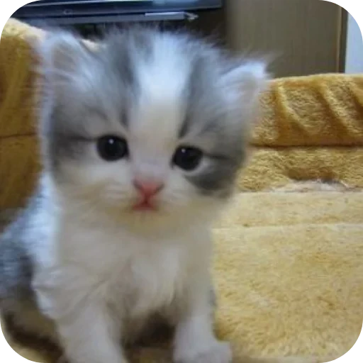 🐱 Стикер «хах» для Telegram