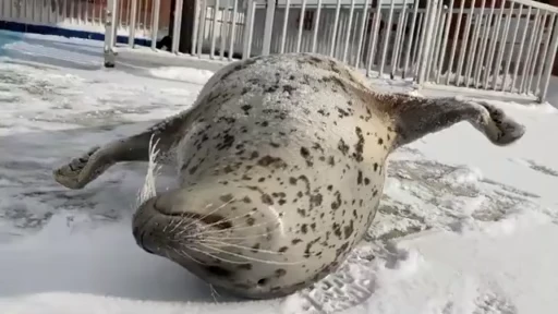🤪 Стикер «Тюленичики» для Telegram
