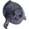 Стикер 28 Seals