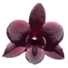 🌸 Эмодзи «𝑆𝑒𝑎𝑠𝑖𝑑𝑒 𝑆𝑒𝑟𝑒𝑛𝑖𝑡𝑦.» для Telegram