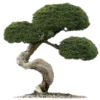 🌳 Эмодзи «𝑆𝑒𝑎𝑠𝑖𝑑𝑒 𝑆𝑒𝑟𝑒𝑛𝑖𝑡𝑦.» для Telegram