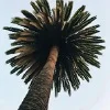 🌴 Эмодзи «𝑆𝑒𝑎𝑠𝑖𝑑𝑒 𝑆𝑒𝑟𝑒𝑛𝑖𝑡𝑦.» для Telegram