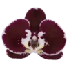 🌺 Эмодзи «𝑆𝑒𝑎𝑠𝑖𝑑𝑒 𝑆𝑒𝑟𝑒𝑛𝑖𝑡𝑦.» для Telegram