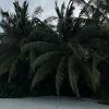 🌴 Эмодзи «𝑆𝑒𝑎𝑠𝑖𝑑𝑒 𝑆𝑒𝑟𝑒𝑛𝑖𝑡𝑦.» для Telegram