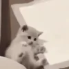 Стикер 7 🤩 Anime random pack