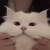 Стикер 50 🤩 Anime random pack