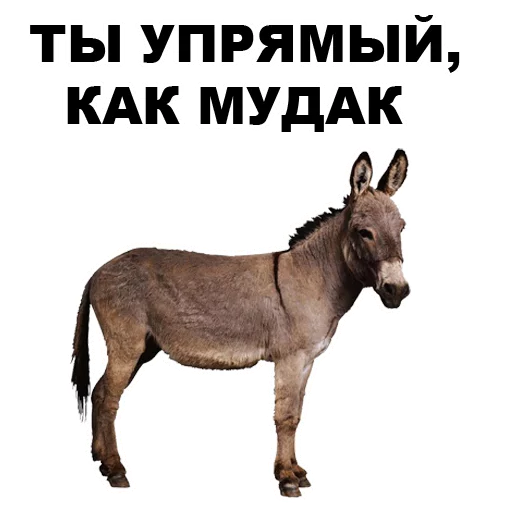 🐴 Стикер «Земля круглая или плоская???» для Telegram