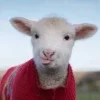 Стикер 47 Sheeps