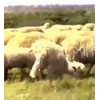 Стикер 60 Sheeps