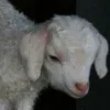 Стикер 30 Sheeps