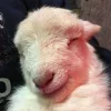 Стикер 10 Sheeps