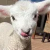 Стикер 2 Sheeps