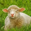 Стикер 15 Sheeps