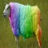 Стикер 26 Sheeps