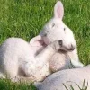 Стикер 36 Sheeps