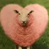Стикер 37 Sheeps