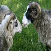 Стикер 23 Sheeps