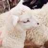 Стикер 44 Sheeps