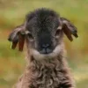 Стикер 48 Sheeps