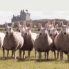 Стикер 40 Sheeps