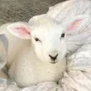 Стикер 8 Sheeps