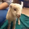 Стикер 54 Sheeps