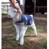 Стикер 56 Sheeps