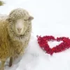 Стикер 4 Sheeps