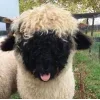 Стикер 59 Sheeps