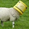 Стикер 19 Sheeps