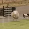 Стикер 27 Sheeps