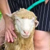 Стикер 21 Sheeps