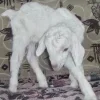 Стикер 31 Sheeps