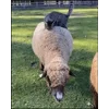 Стикер 28 Sheeps