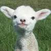 Стикер 41 Sheeps