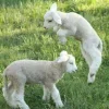 Стикер 50 Sheeps