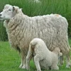 Стикер 22 Sheeps