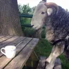 Стикер 13 Sheeps