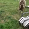 Стикер 55 Sheeps