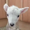 Обложка набора Sheeps