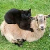 Стикер 45 Sheeps