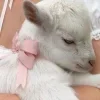 Стикер 33 Sheeps