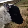 Стикер 42 Sheeps
