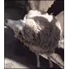 Стикер 57 Sheeps