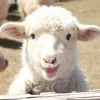 Стикер 43 Sheeps