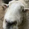 Стикер 12 Sheeps